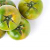 tomate - Frutería de Valencia