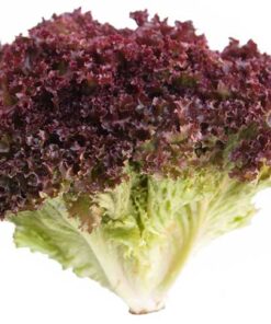 lechuga - Frutería de Valencia