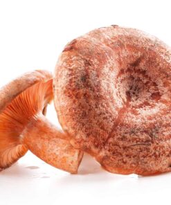 niscalo - setas - Frutería de Valencia