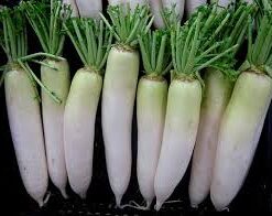 Nabo Daikon